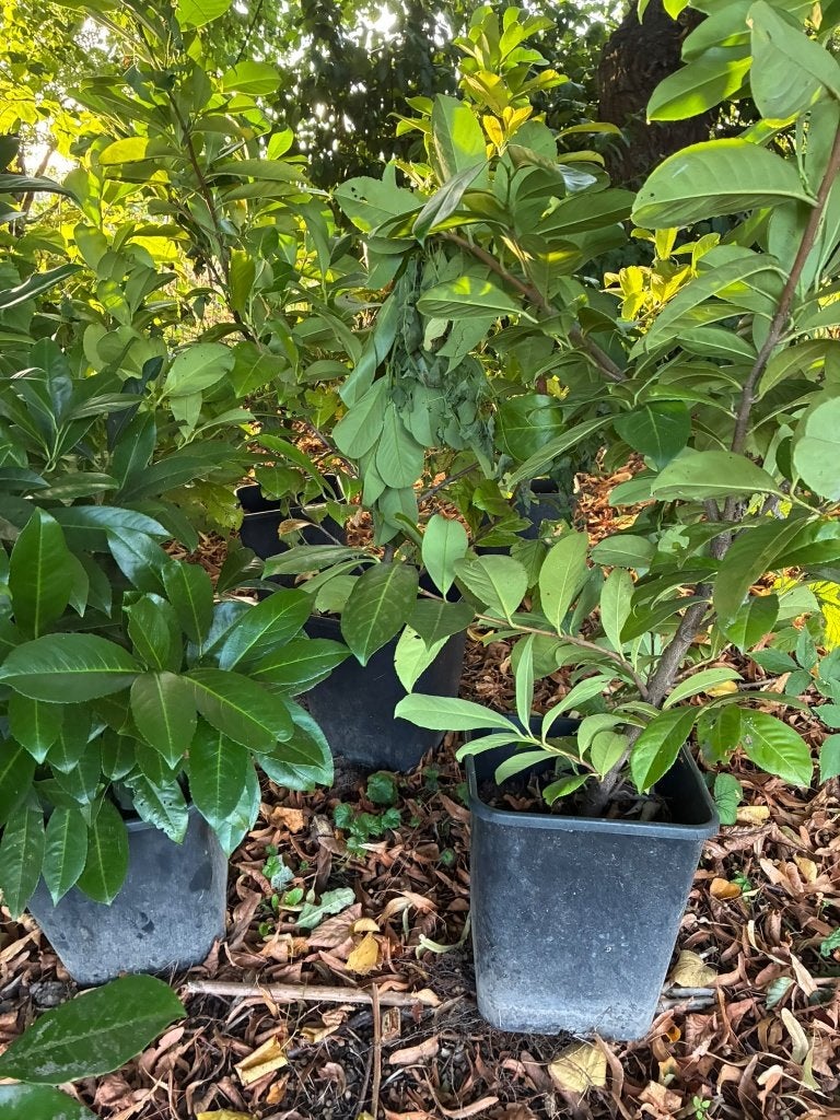 Laurier stekjes, Tuin en Terras, Ophalen, Laurier, Struik, Minder dan 100 cm