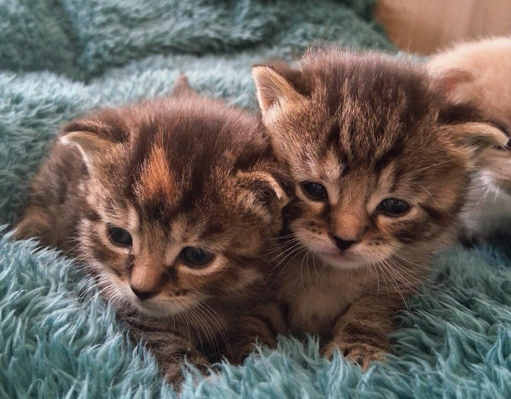 Britse korthaar kitten te reserveren nog 1 poesje, Meerdere dieren, Ontwormd, 0 tot 2 jaar