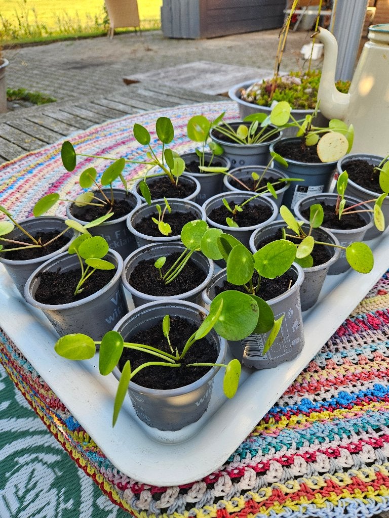 Stekjes pannekoekplant, wat zijn ze lief!, Huis en Inrichting, Kamerplanten, Ophalen, Overige soorten, Halfschaduw, Minder dan 100 cm