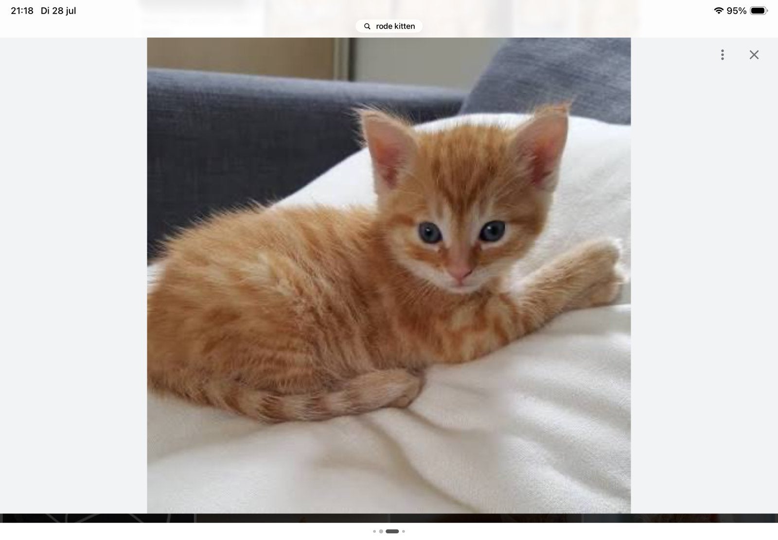 Gevraagd! Rode kitten van +/- 12 weken op 1 oktober., Kater, 0 tot 2 jaar