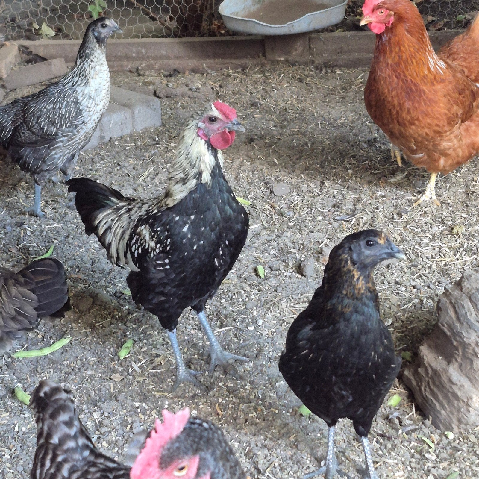 een mooie haan, Dieren en Toebehoren, Pluimvee, Mannelijk, Kip