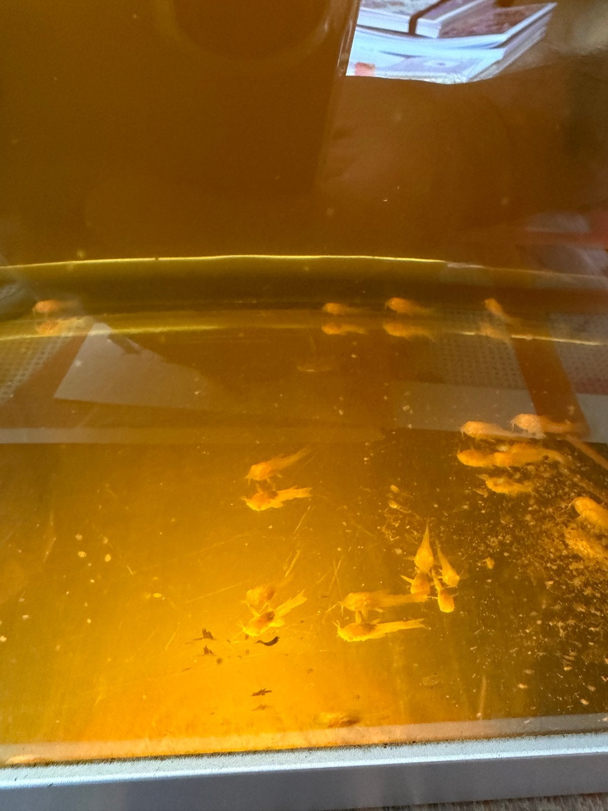 Corydoras albino eigen kweek. Nu 2 cm groot., Dieren en Toebehoren, Vissen | Aquariumvissen, Vis, Zoetwatervis, Schoolvis