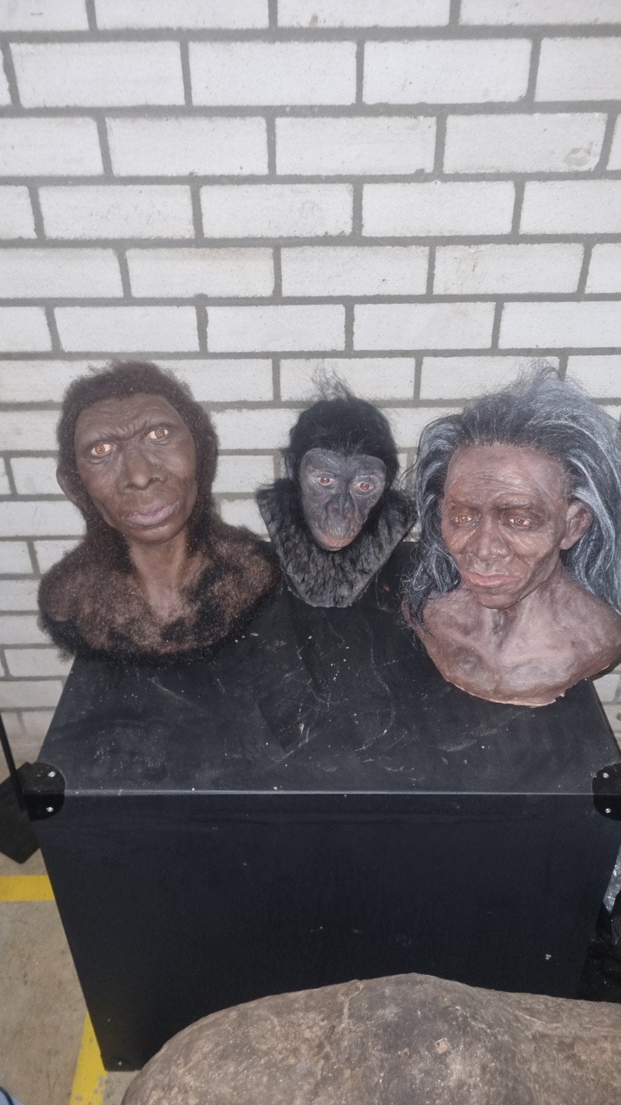 3 koppen van Guy Martines: Homo Rhodesiensis, Neandertaler, Ophalen