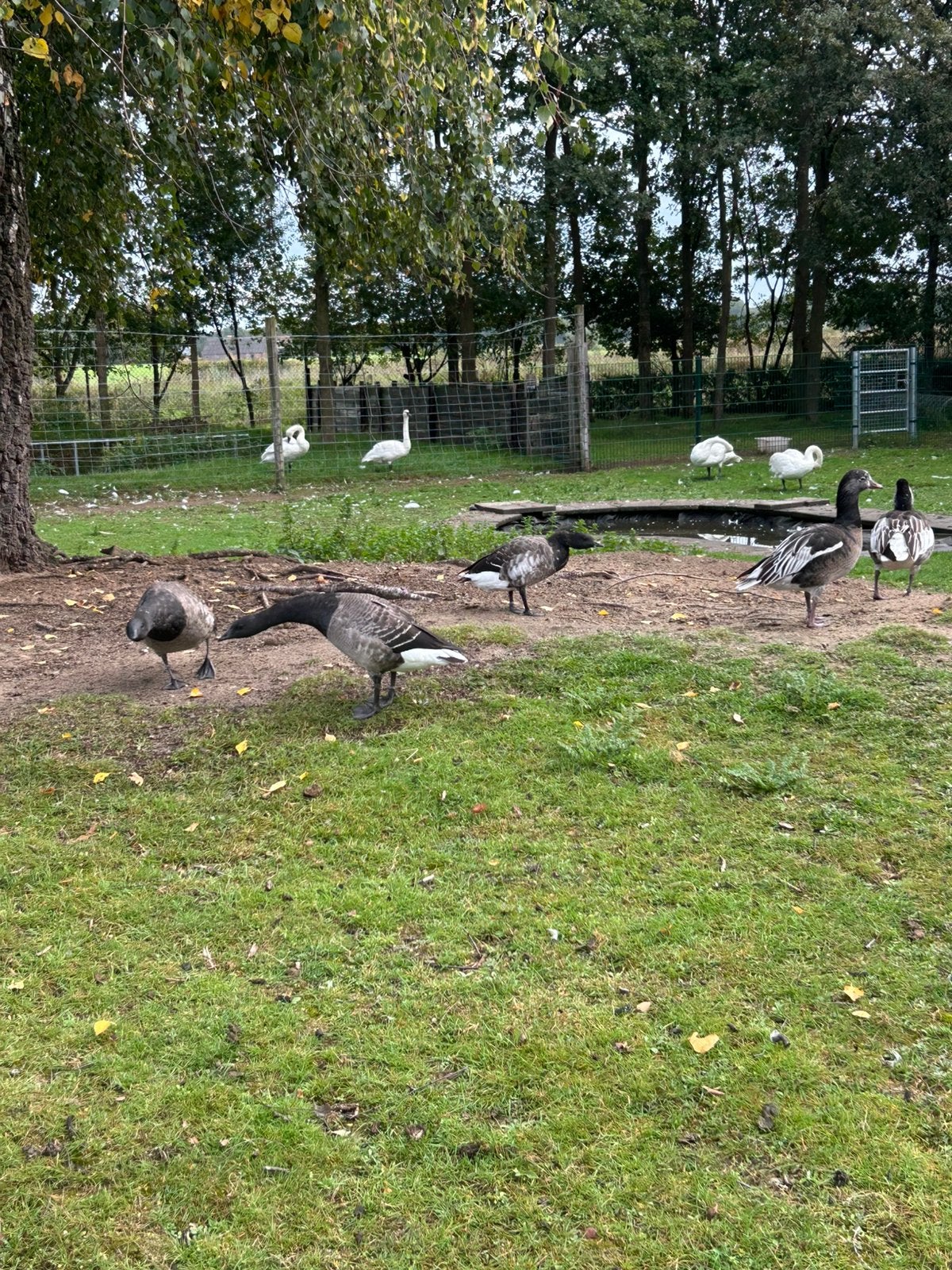 Witbuik Rotgans pacific rotganzen, Meerdere dieren, Gans of Zwaan