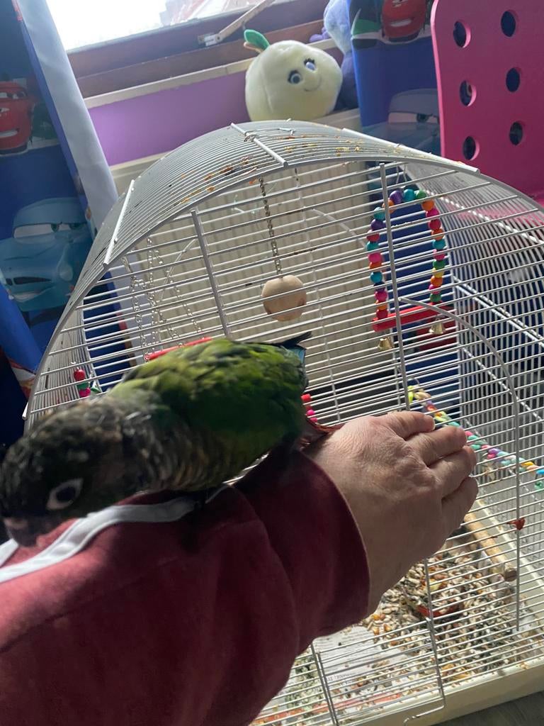 Een kleine Pyrrhura man, Dieren en Toebehoren, Vogels | Parkieten en Papegaaien, Mannelijk, Parkiet, Tam