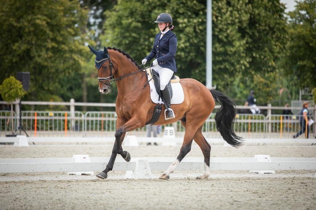 Te koop mooie dressuur ruin, Dieren en Toebehoren, Paarden, Ruin, Dressuurpaard