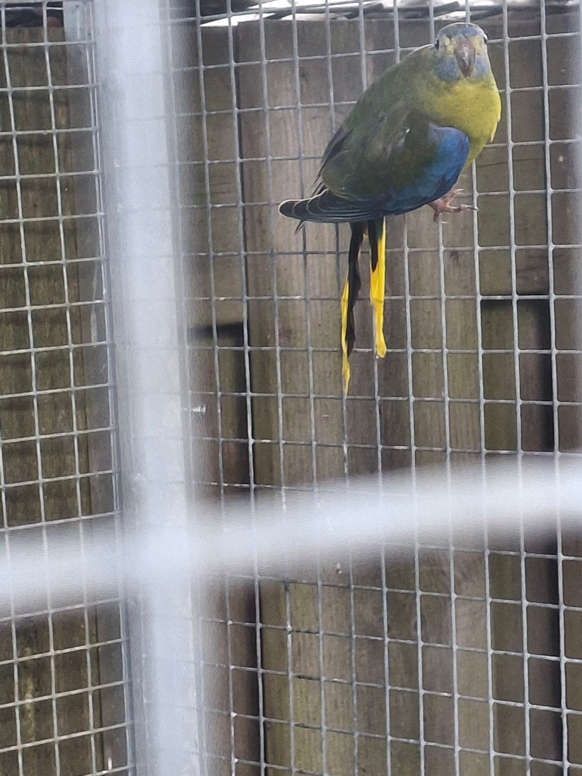 Te Koop Turquoisine's  parkieten, Meerdere dieren, Parkiet