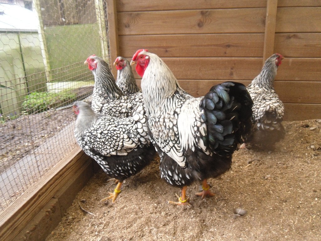 t.k. broedeieren Wyandotte groot zilver zwart gezoomd, Meerdere dieren, Kip