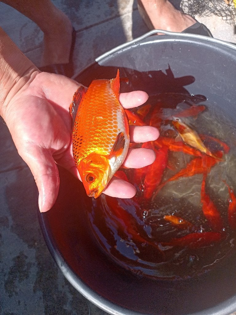 Vijvervissen goudvissen en karpers, Dieren en Toebehoren, Vissen | Vijvervissen, Goudvis(sen)