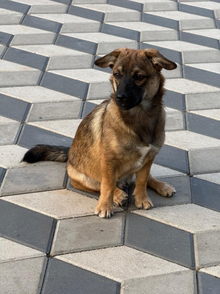 Charlie -klein reutje van 8 maanden zoekt zijn gouden mandje, Dieren en Toebehoren, 15 weken tot 1 jaar, Reu, Eén hond, Klein