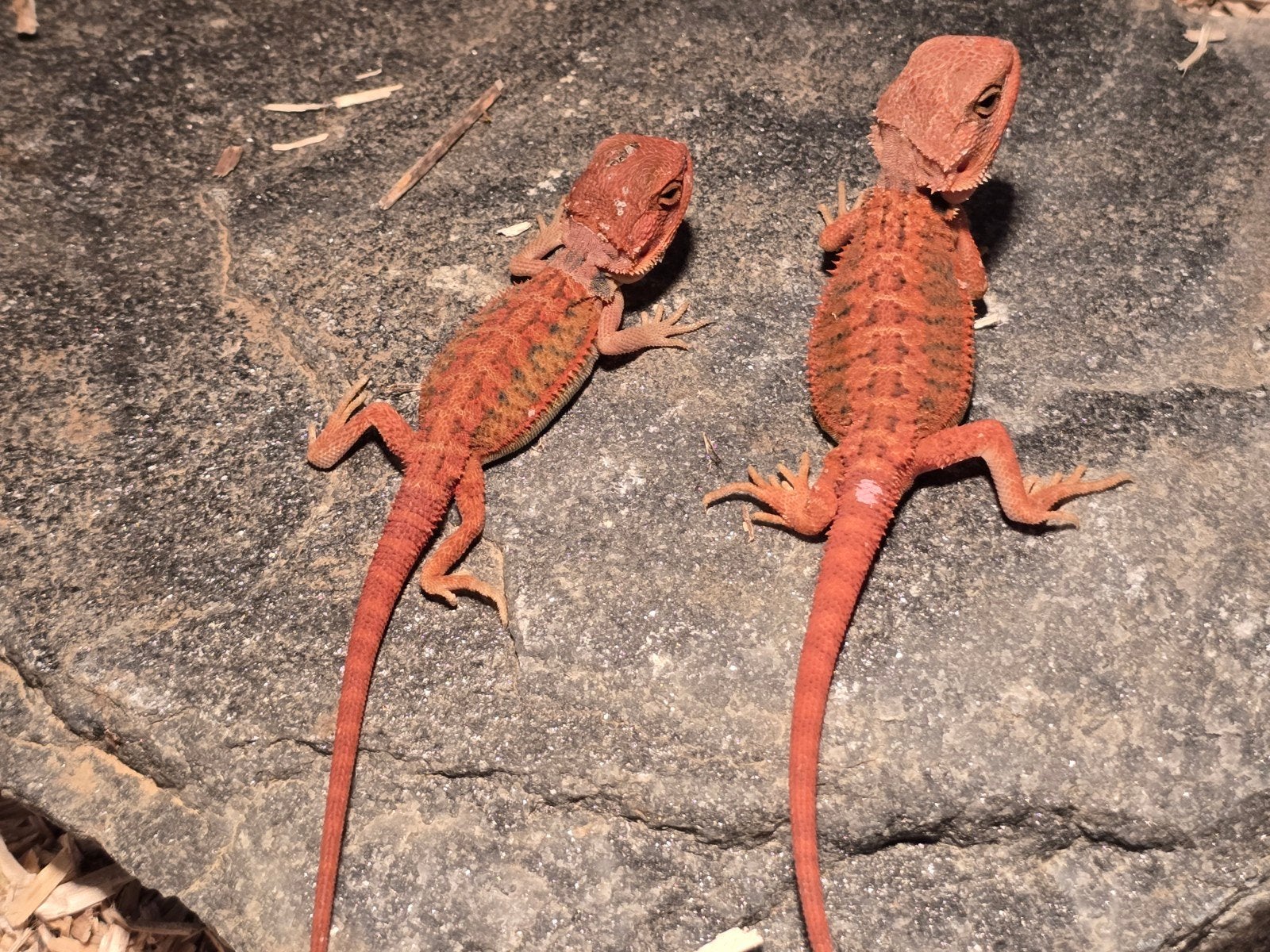Pogona vitticeps RM double het x Red hypo het trans citrus Bearded Dragon - unknown for sale from Hoeb.dutch.reptiles