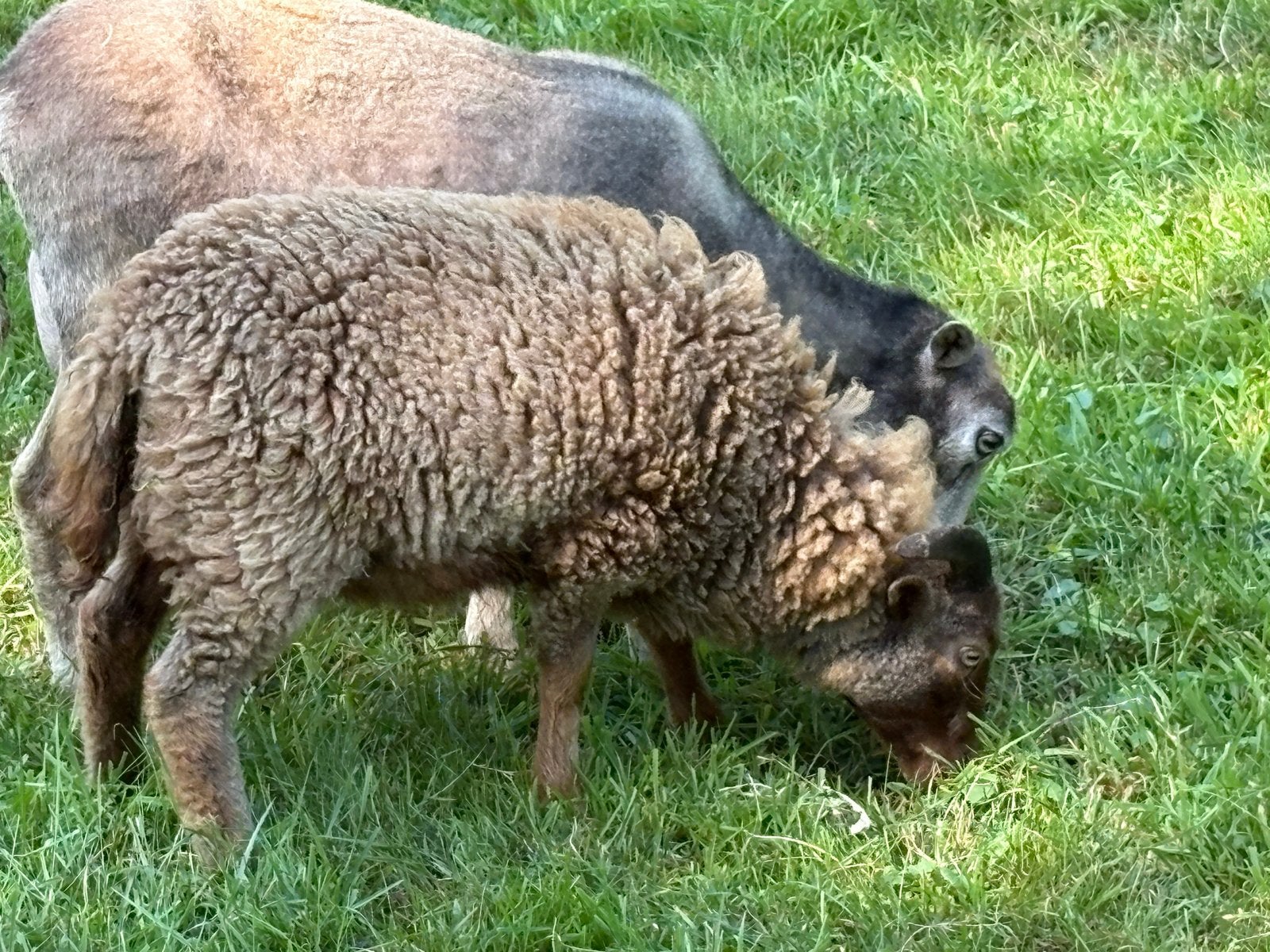 Ouessant stamboek rammen, Dieren en Toebehoren, Mannelijk, Schaap