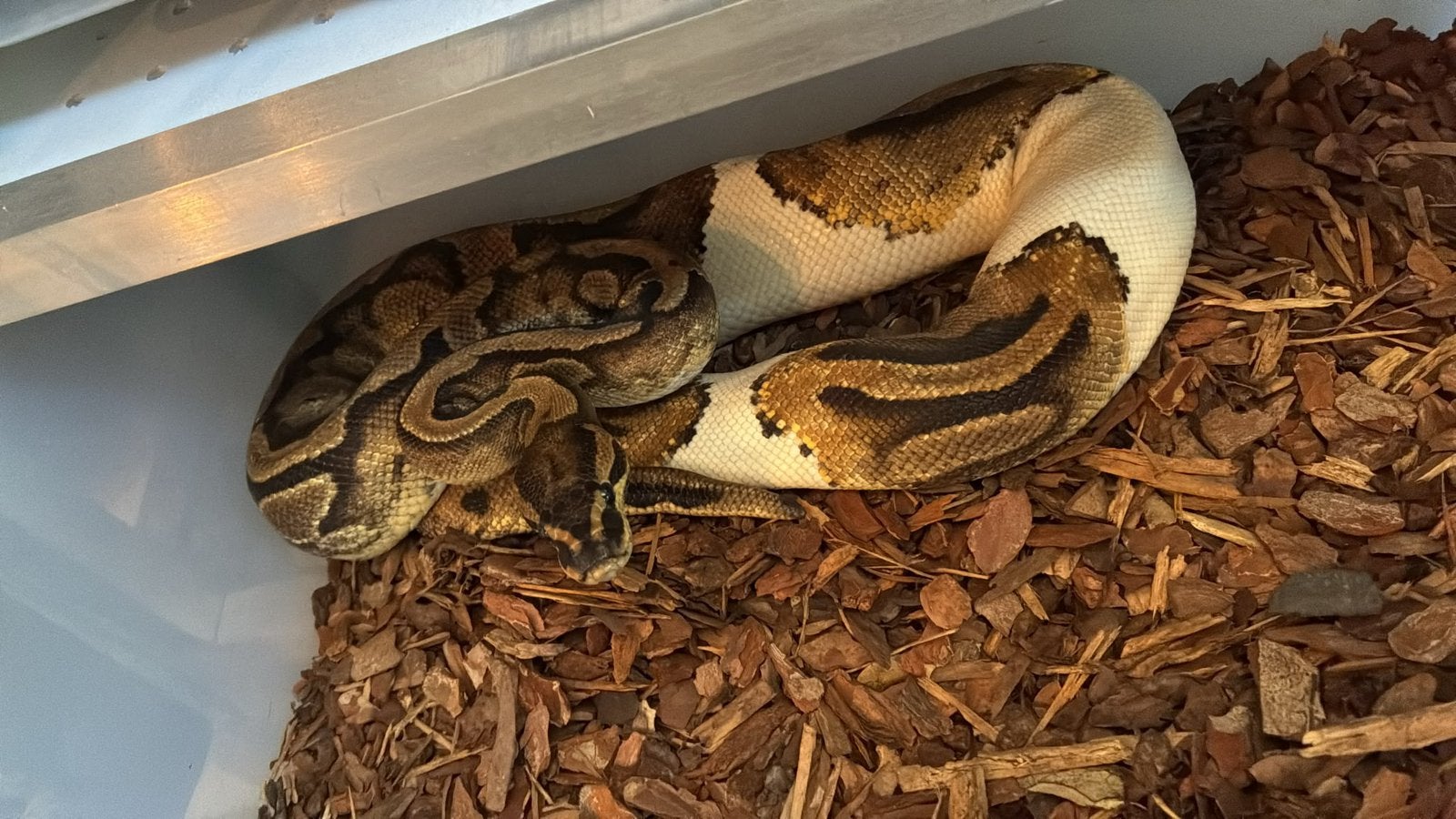 Ballpython (koningspython) Ball Python - unknown for sale from manouk van Oeveren