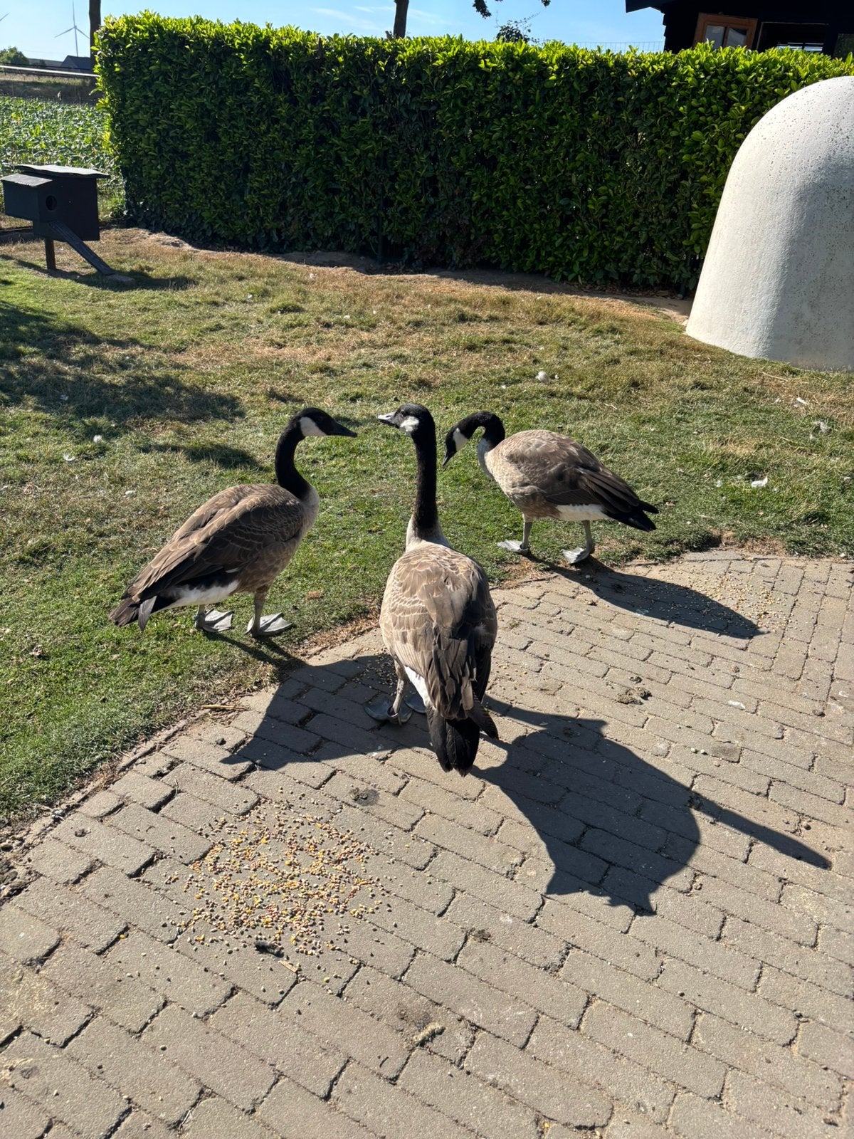 Canada ganzen te koop, Dieren en Toebehoren, Pluimvee, Meerdere dieren, Gans of Zwaan