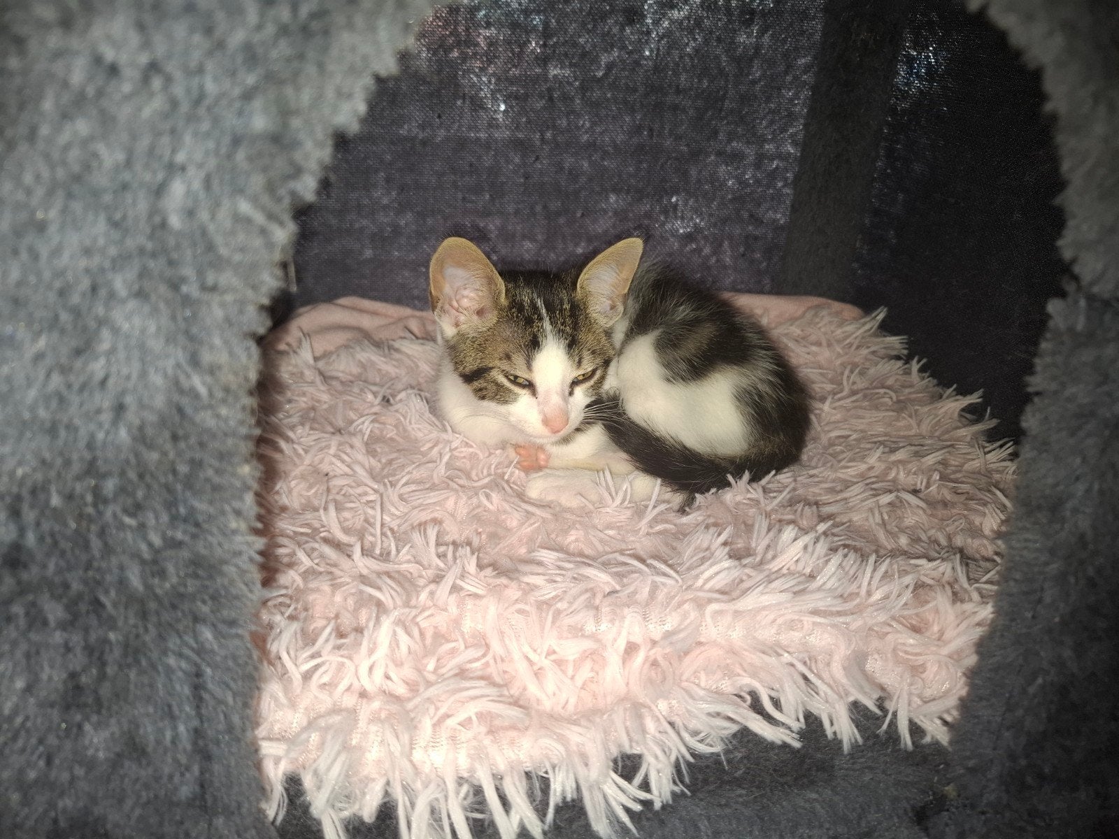 kittens, Dieren en Toebehoren, Meerdere dieren, Kortharig