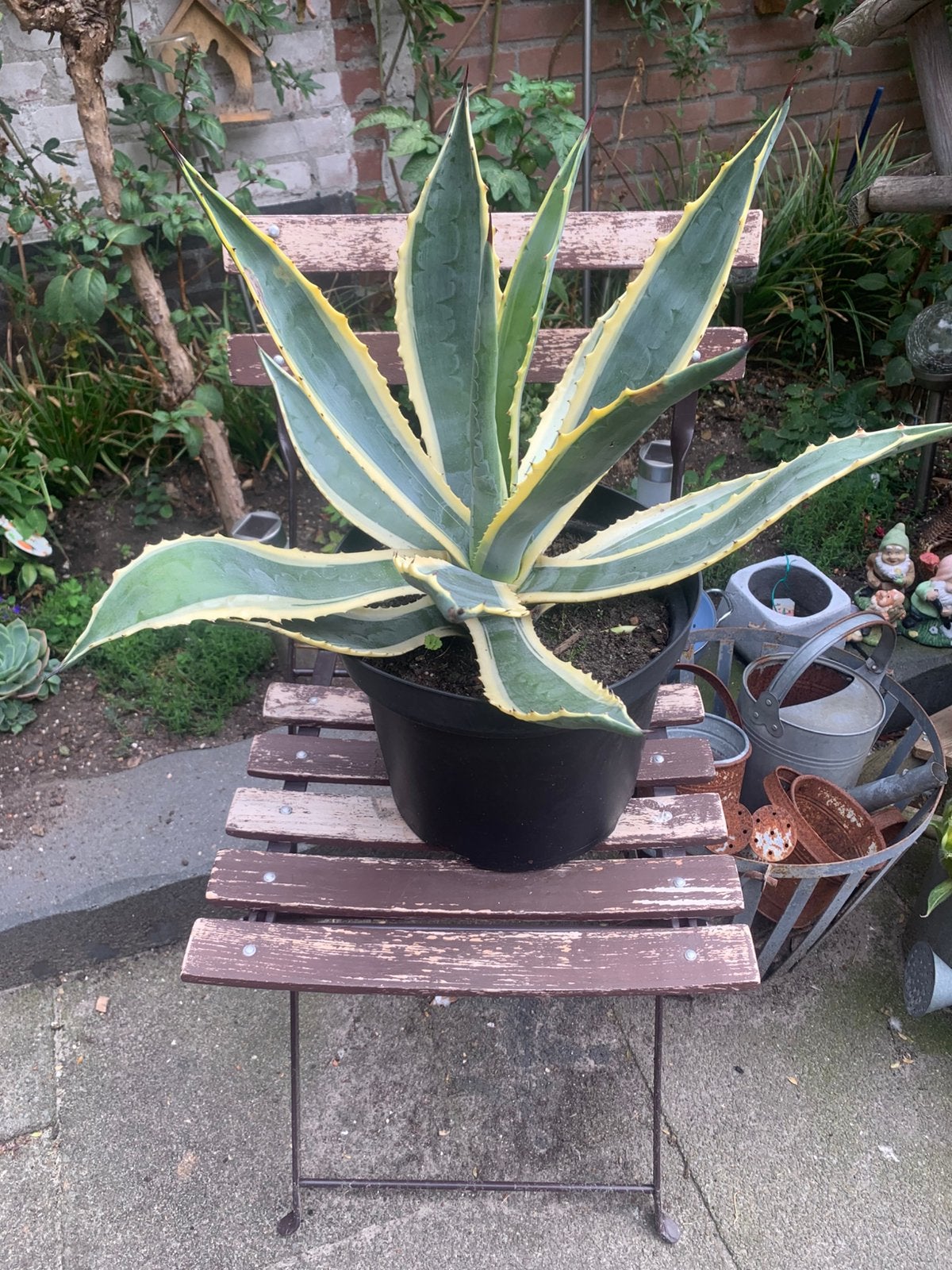 Bonte agave, Tuin en Terras, Ophalen, Bloeit niet, Overige soorten, Volle zon
