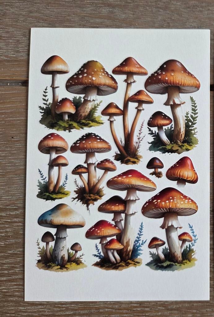 PADDESTOELEN B meerdere beschikbaar, Ophalen, 1980 tot heden, Overige thema's