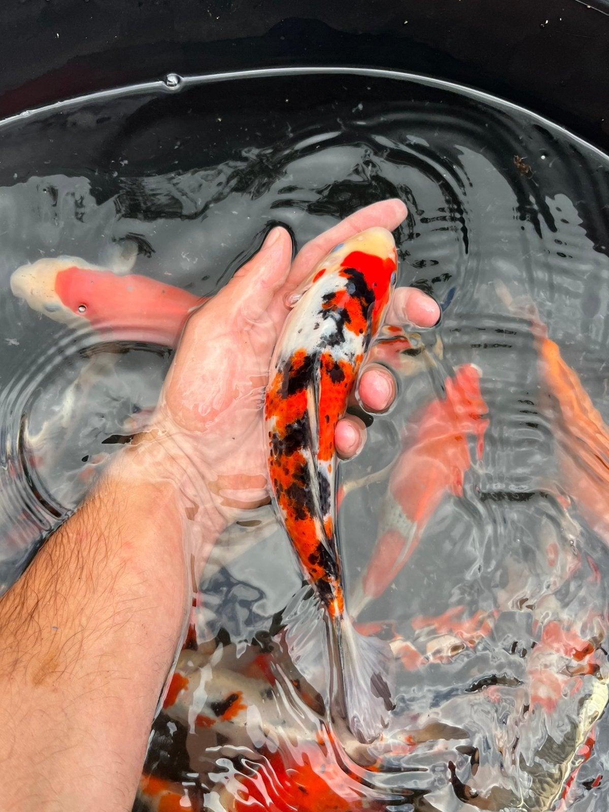 Jonge tosai koi, Karper of Koi