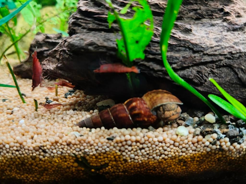 Jonge Rabbit snail/ tylomelania salawesi/ tropische slakken, Ophalen, Nieuw, Overige typen