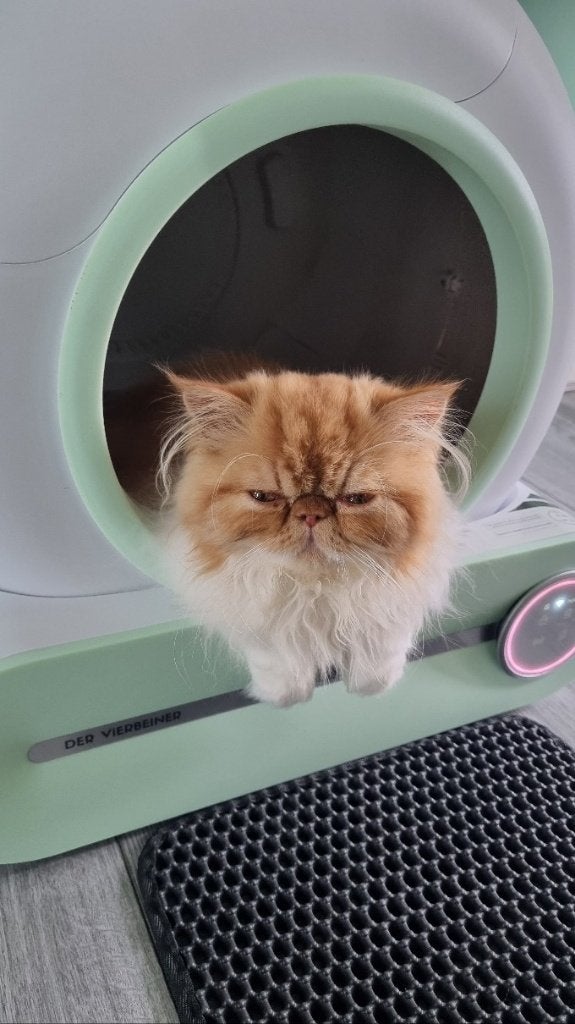 DER VIERBEINER - Zelfreinigende, Automatische XXL Kattenbak, Ophalen of Verzenden, Zelfreinigend, Zo goed als nieuw