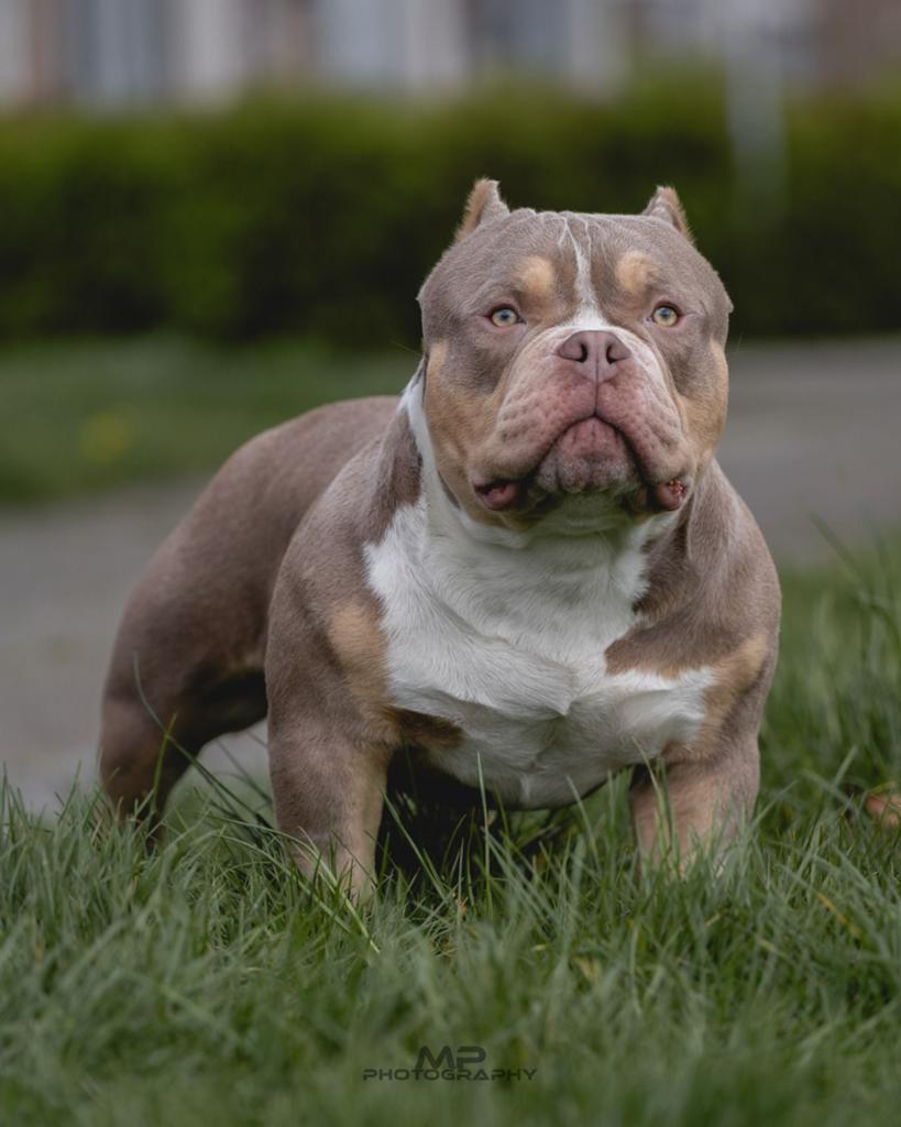 American bully 9 maanden oud, Dieren en Toebehoren, Honden | Bulldogs, Pinschers en Molossers, 15 weken tot 1 jaar, Reu, Parvo