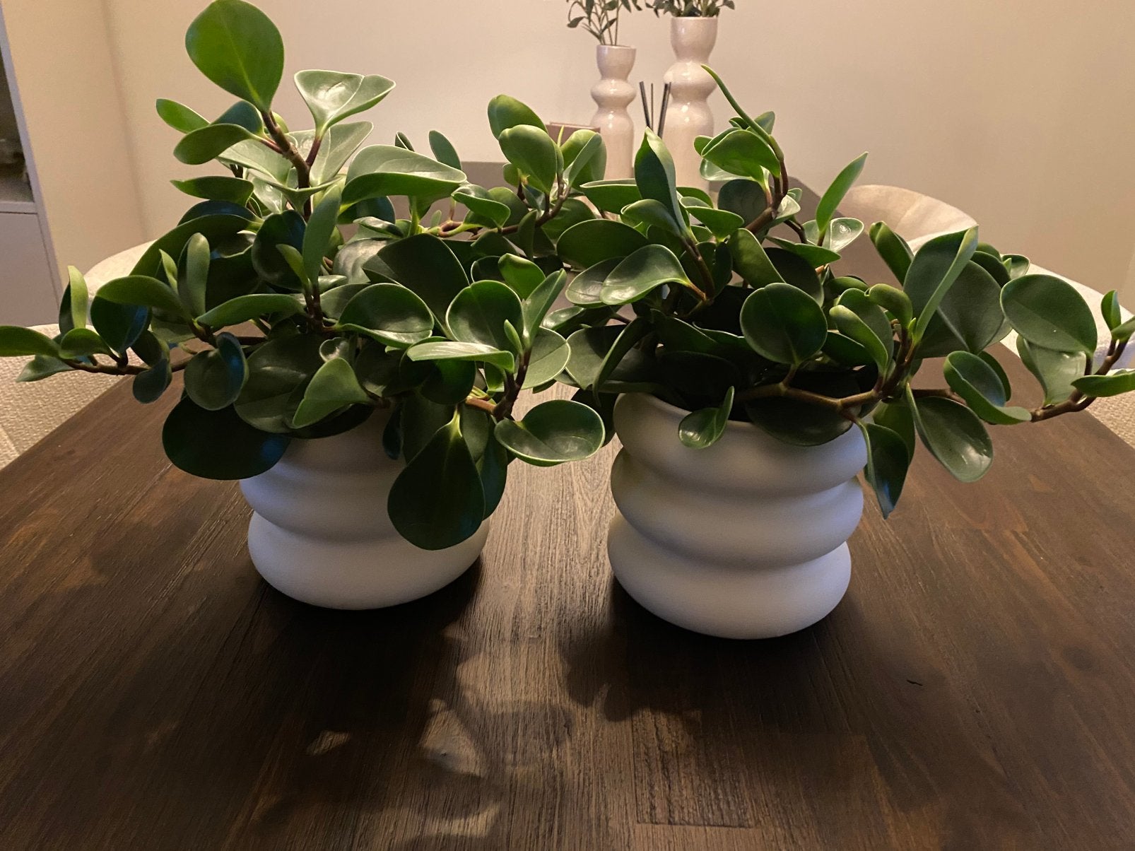 Twee sterke kamerplanten incl potten, Ophalen, Halfschaduw, Minder dan 100 cm