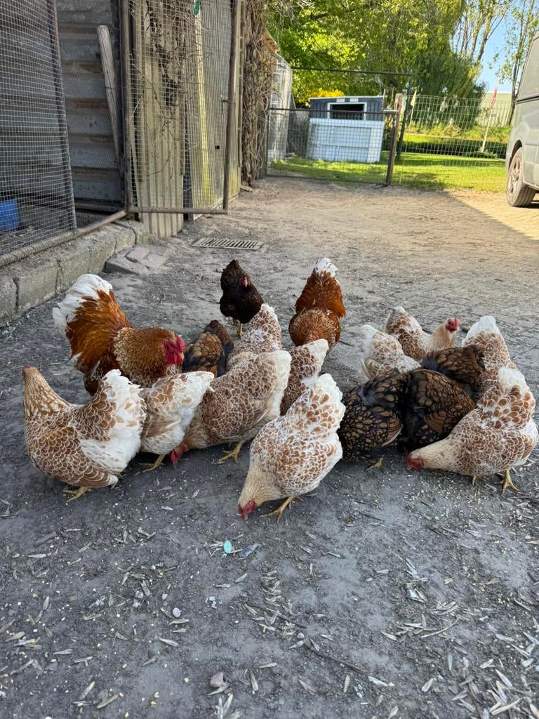 Broedeieren wyandotte kriel, Dieren en Toebehoren, Pluimvee, Geslacht onbekend, Kip