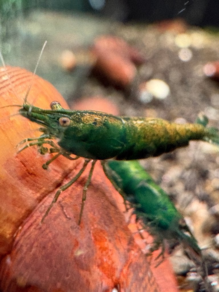 Neocardina "Green Hulk", Dieren en Toebehoren, Kreeft, Krab of Garnaal, Zoetwatervis