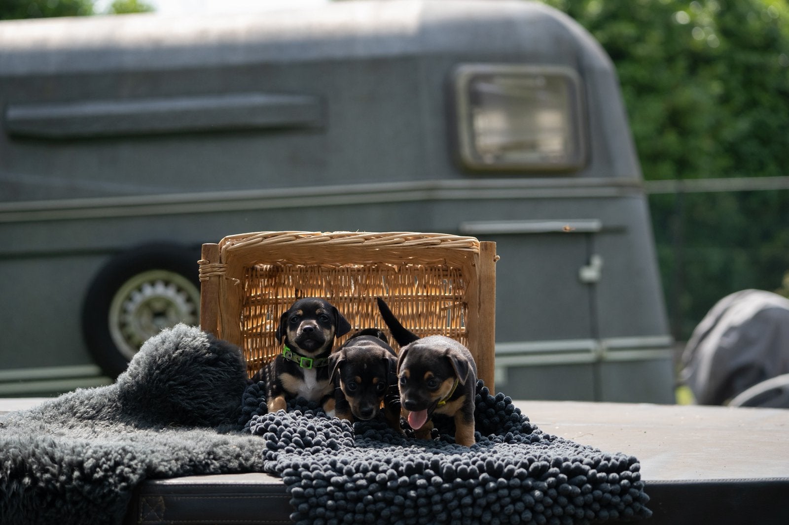 Huiskamernestje Jack Russell pups jackrussel, Dieren en Toebehoren, Honden | Jack Russells en Terriërs, Parvo, Jack Russell Terriër