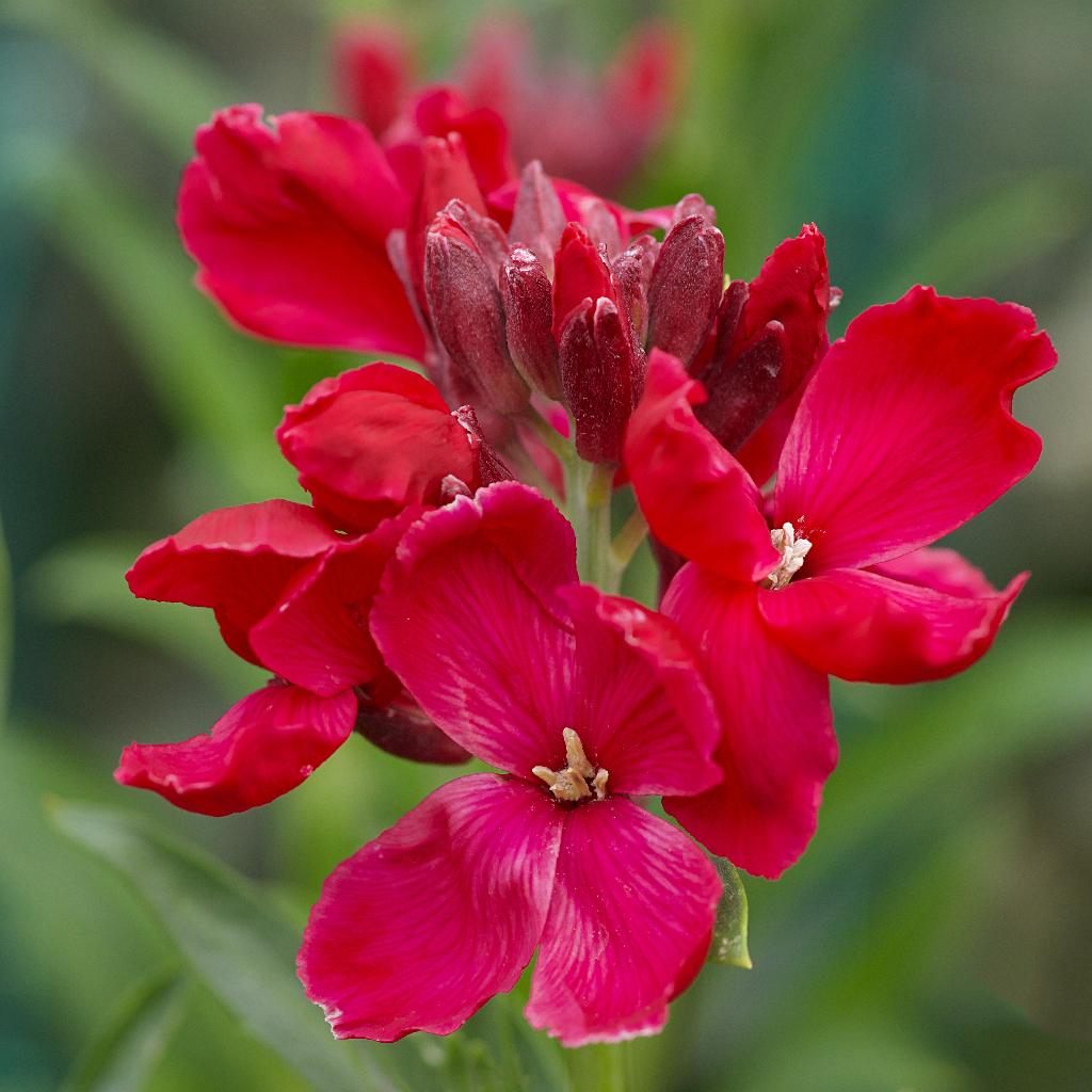 Zaden muurbloem rood (Erysimum cheiri ‘Blood Red’), Tuin en Terras, Ophalen of Verzenden, Voorjaar, Volle zon, Zaad