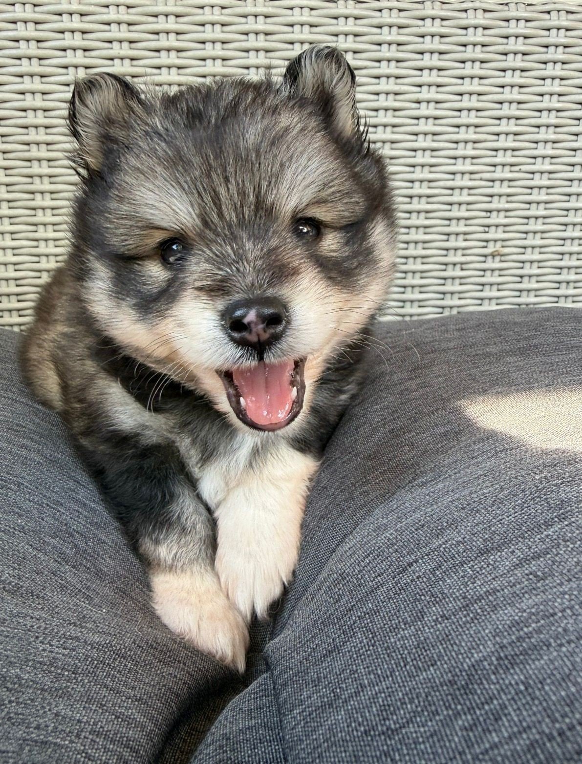 Pomsky F3 reutje, Dieren en Toebehoren, Reu, 8 tot 15 weken, Eén hond, Nederland