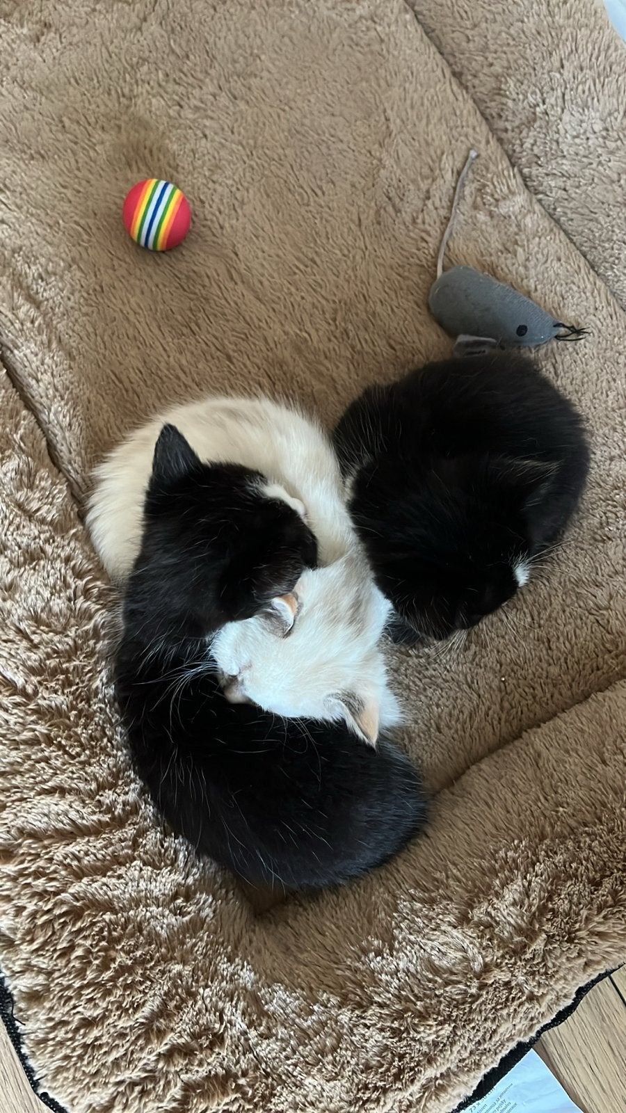 Kittens, Meerdere dieren