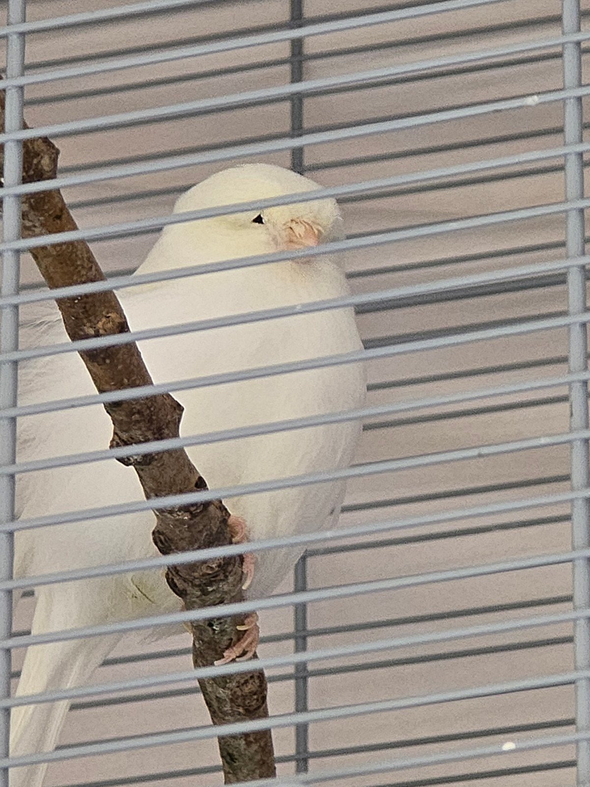 Gloster Crested Canary,  Very rare and unique, White colour, Mannelijk, Zangkanarie
