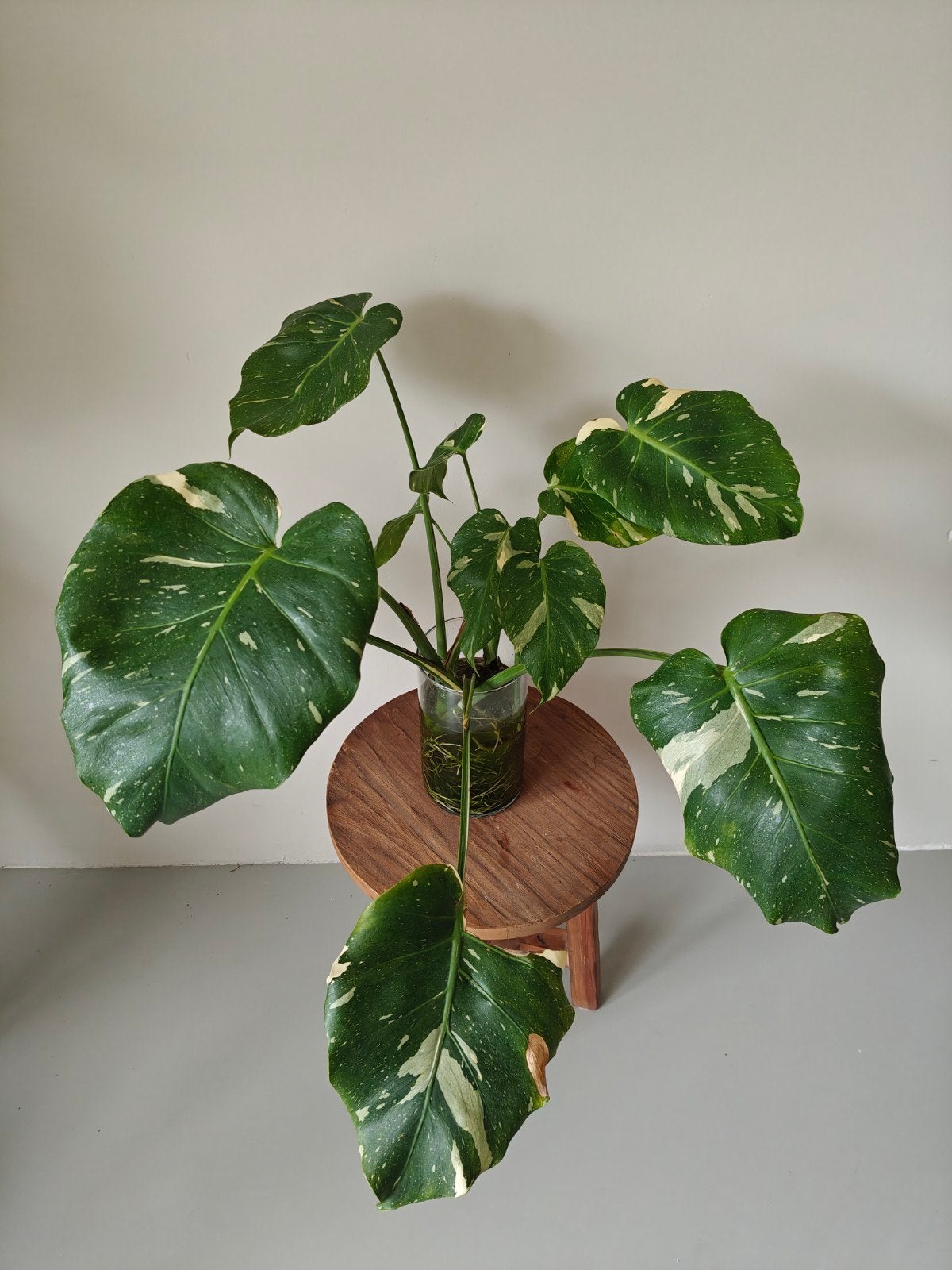 Monstera Thai Constellation stekjes, Overige soorten, Minder dan 100 cm, Groene kamerplant, Halfschaduw