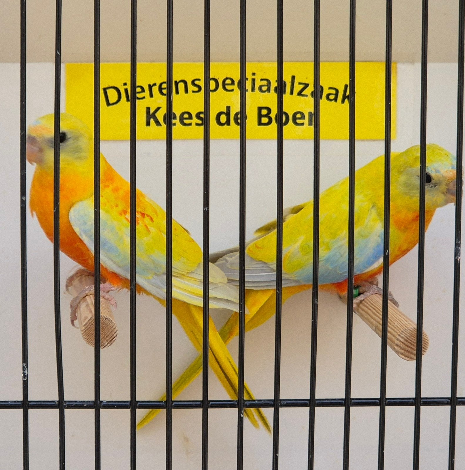 koppel gele roodbuik turquoisine parkieten, Meerdere dieren, Parkiet, Geringd