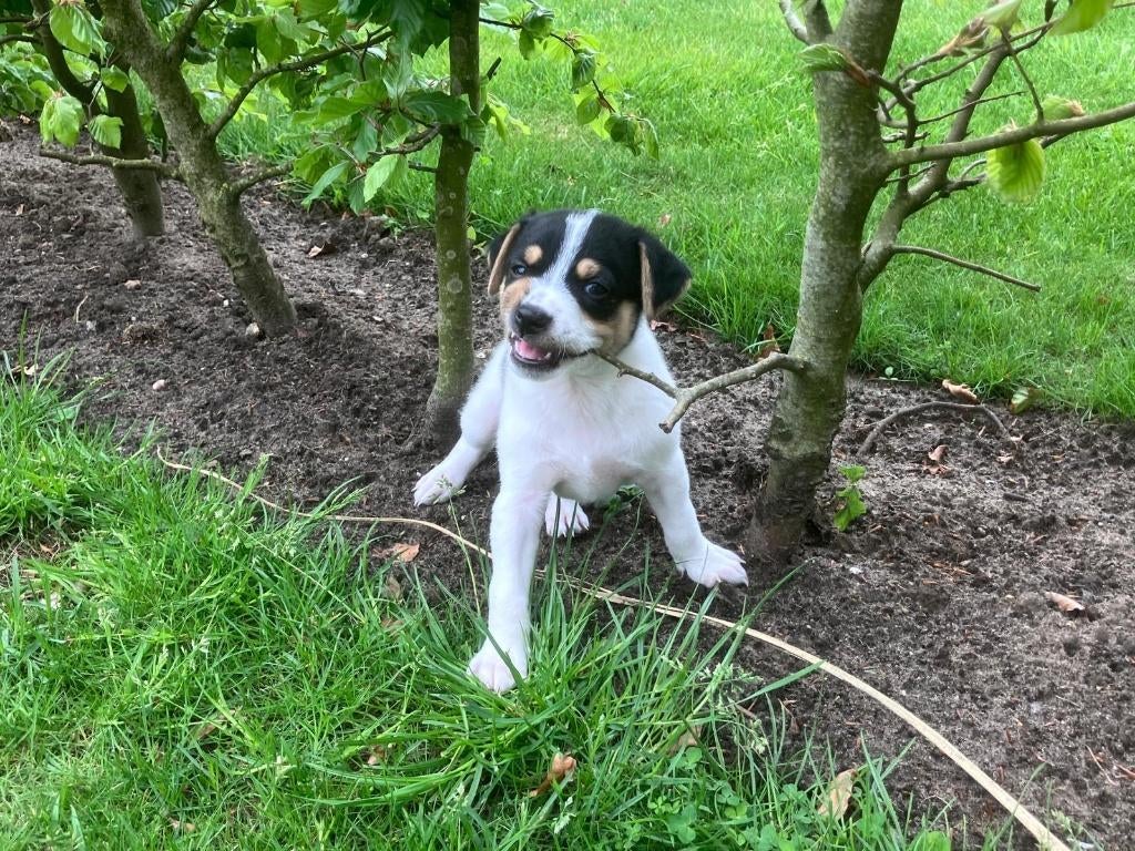 Boerenfox puppy, Dieren en Toebehoren, Honden | Niet-rashonden, Reu, 8 tot 15 weken, Eén hond, Middel