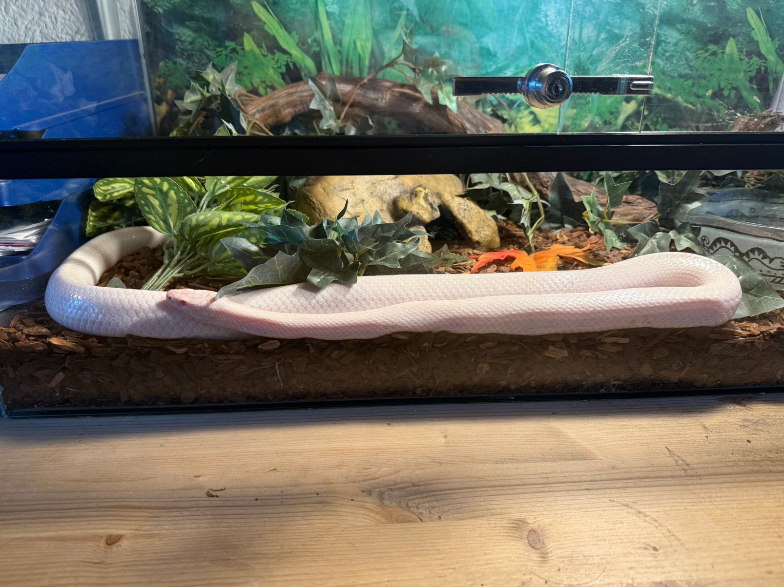 Korenslang lavender butter morph pantherophis guttatus
