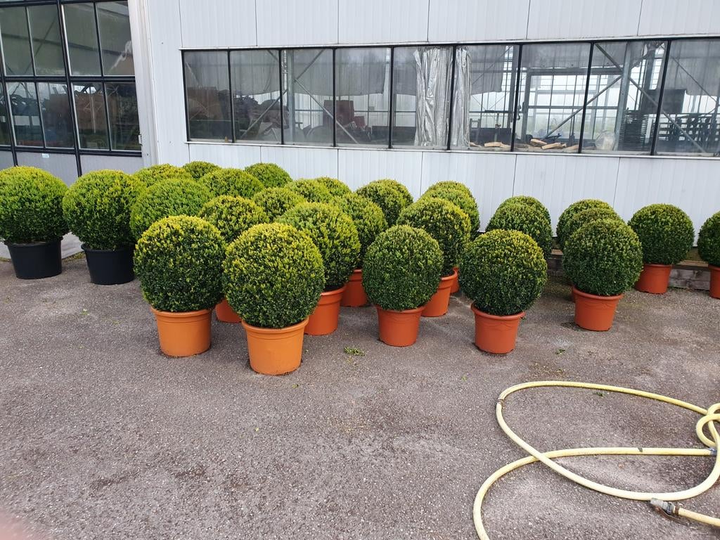 Buxus bollen, Tuin en Terras, Planten | Tuinplanten, Overige soorten, Volle zon, Bloeit niet, Ophalen