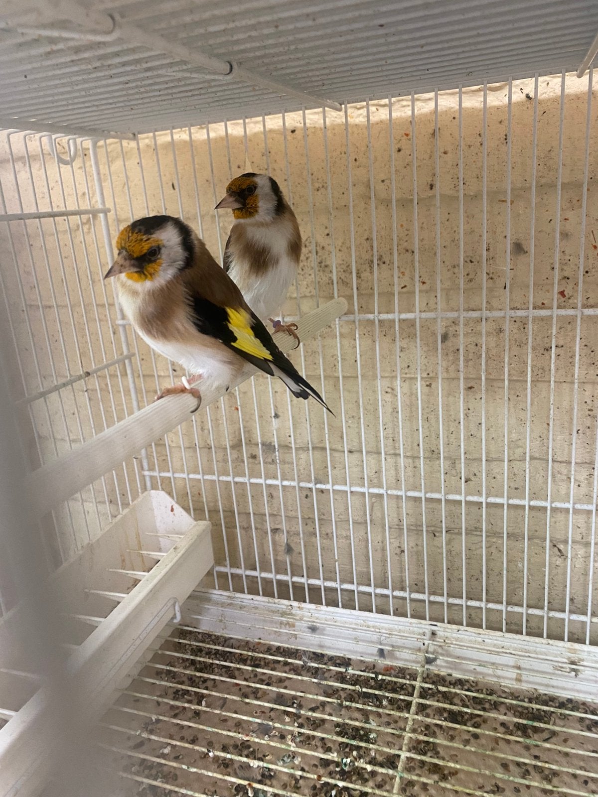 Mooie koppel majoor putters van 2025, Dieren en Toebehoren, Meerdere dieren, Wildzangvogel, Geringd