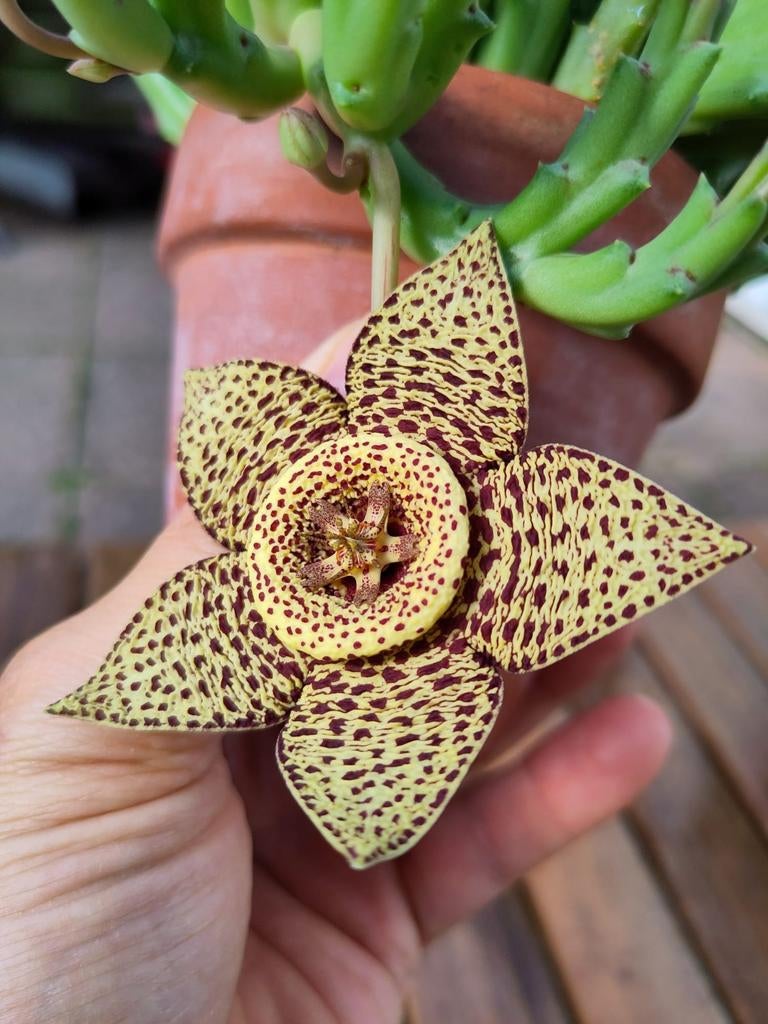 Orbea variegata bijzondere kamerplant stapelia aasbloem, Vetplant, Ophalen of Verzenden, Minder dan 100 cm, Bloeiende kamerplant