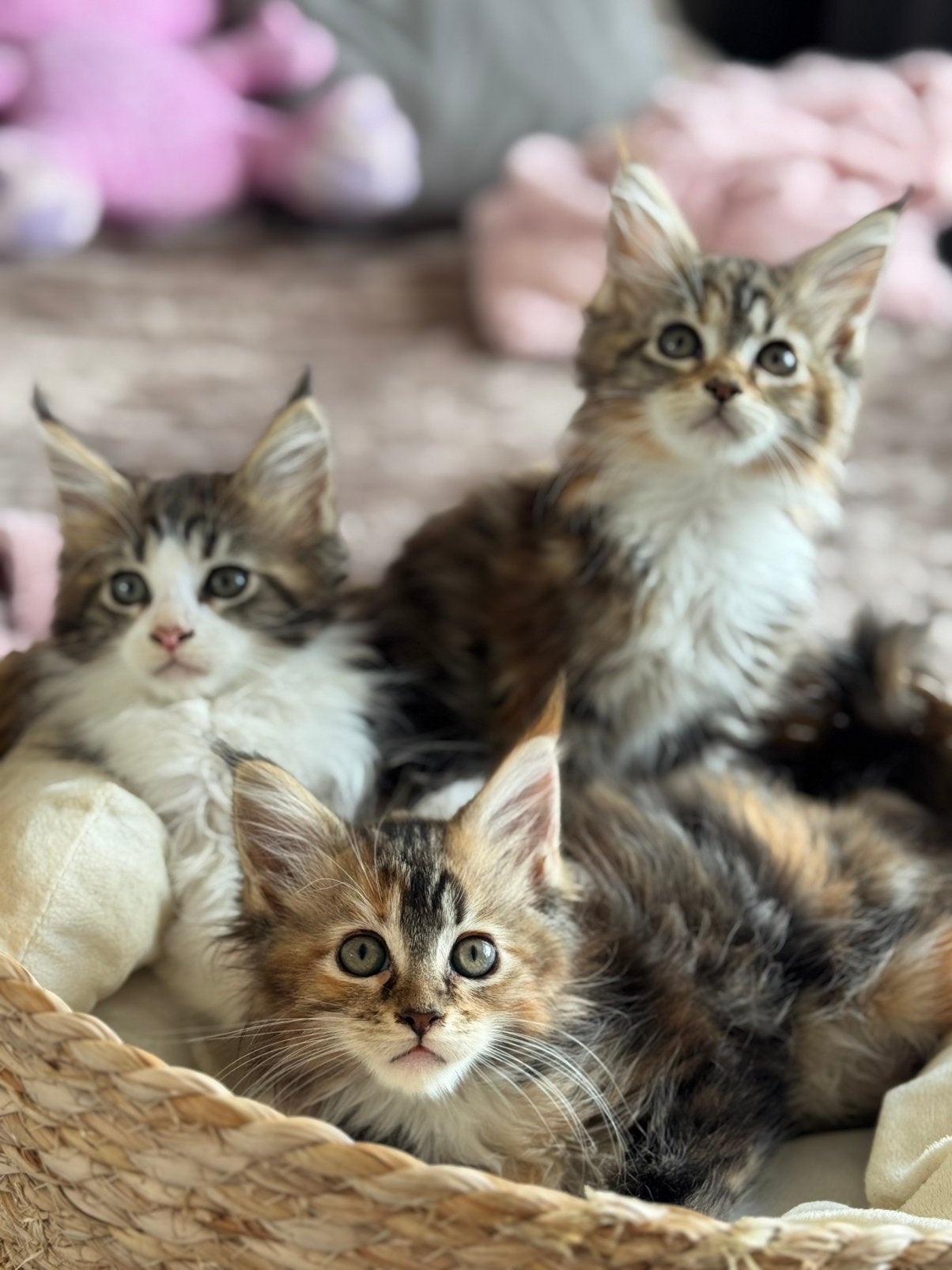 Prachtige Maine coon kittens, Dieren en Toebehoren, Meerdere dieren, Gechipt, 0 tot 2 jaar