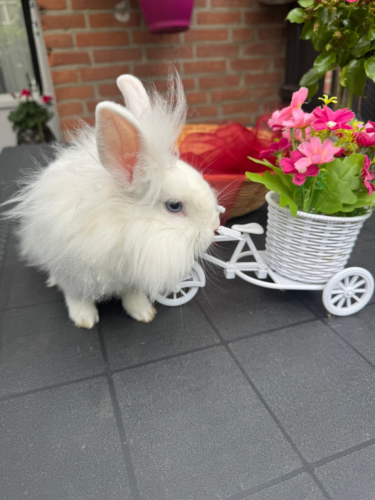 Teddy Dwerg konijntje, Dieren en Toebehoren, Konijnen, Mannelijk, Dwerg