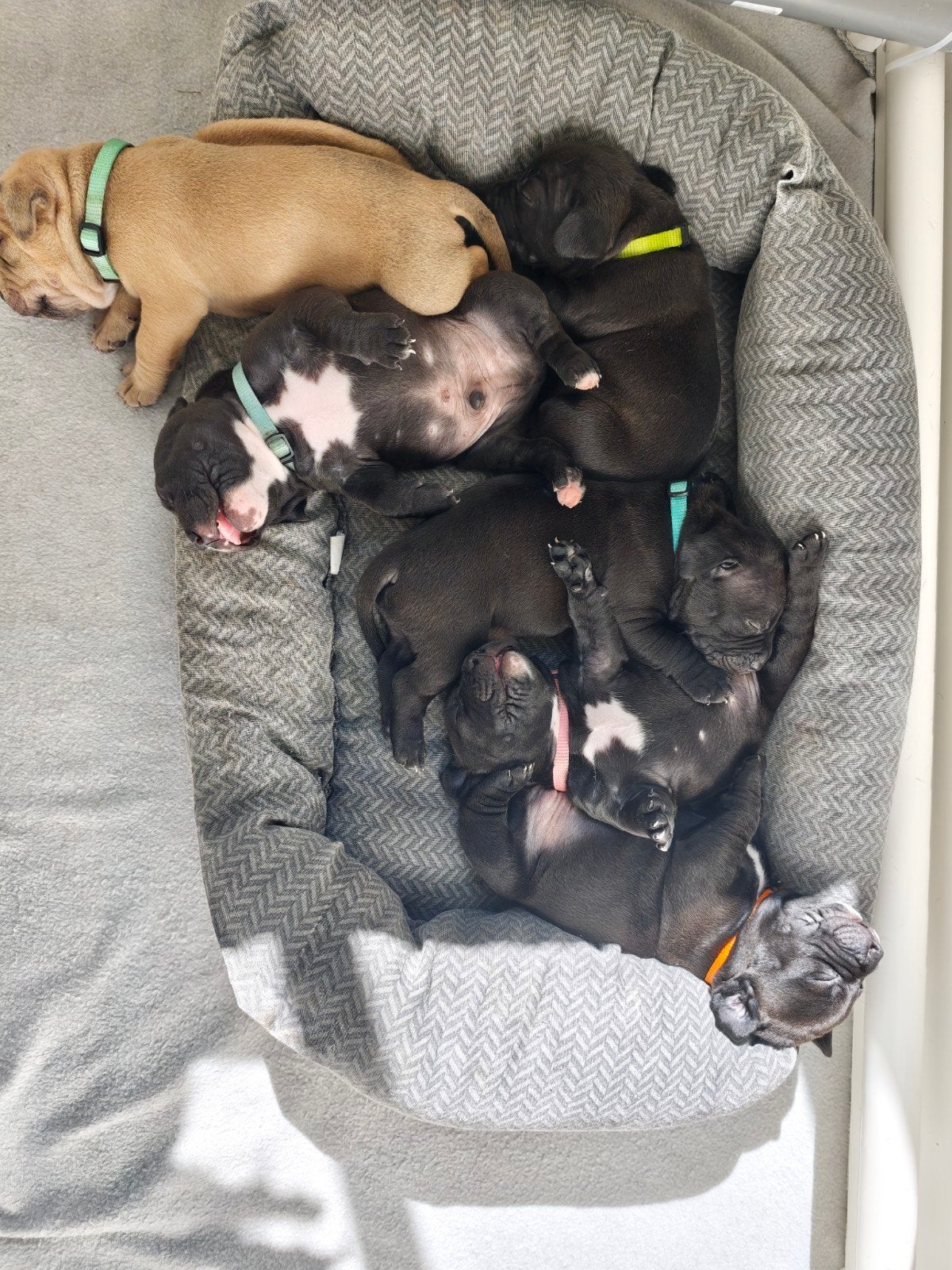 Pocket bully/ standaard bully pups, Dieren en Toebehoren, 8 tot 15 weken, Bulldog, Meerdere, Meerdere dieren