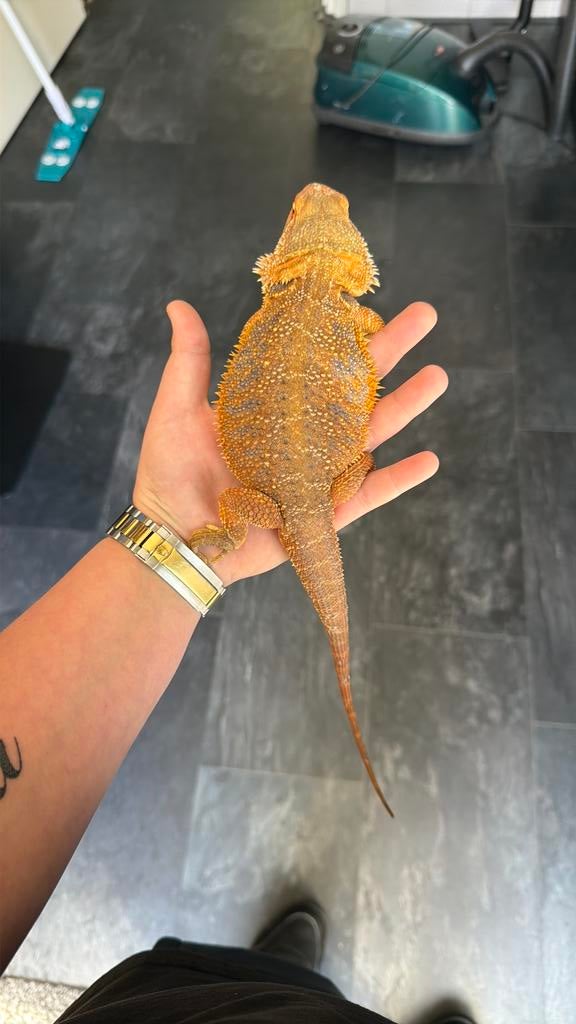 Pogona viticeps oranje wild kleur, Dieren en Toebehoren, Reptielen en Amfibieën, Slang, Tam, 0 tot 2 jaar