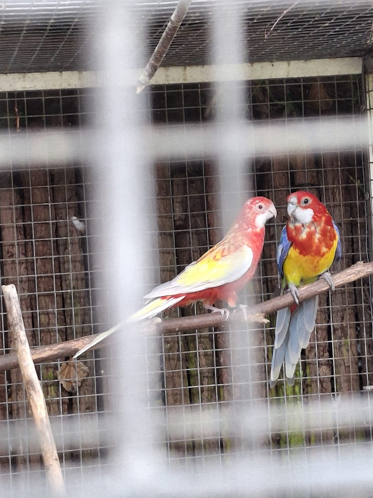 prachtrosella s, Meerdere dieren, Parkiet