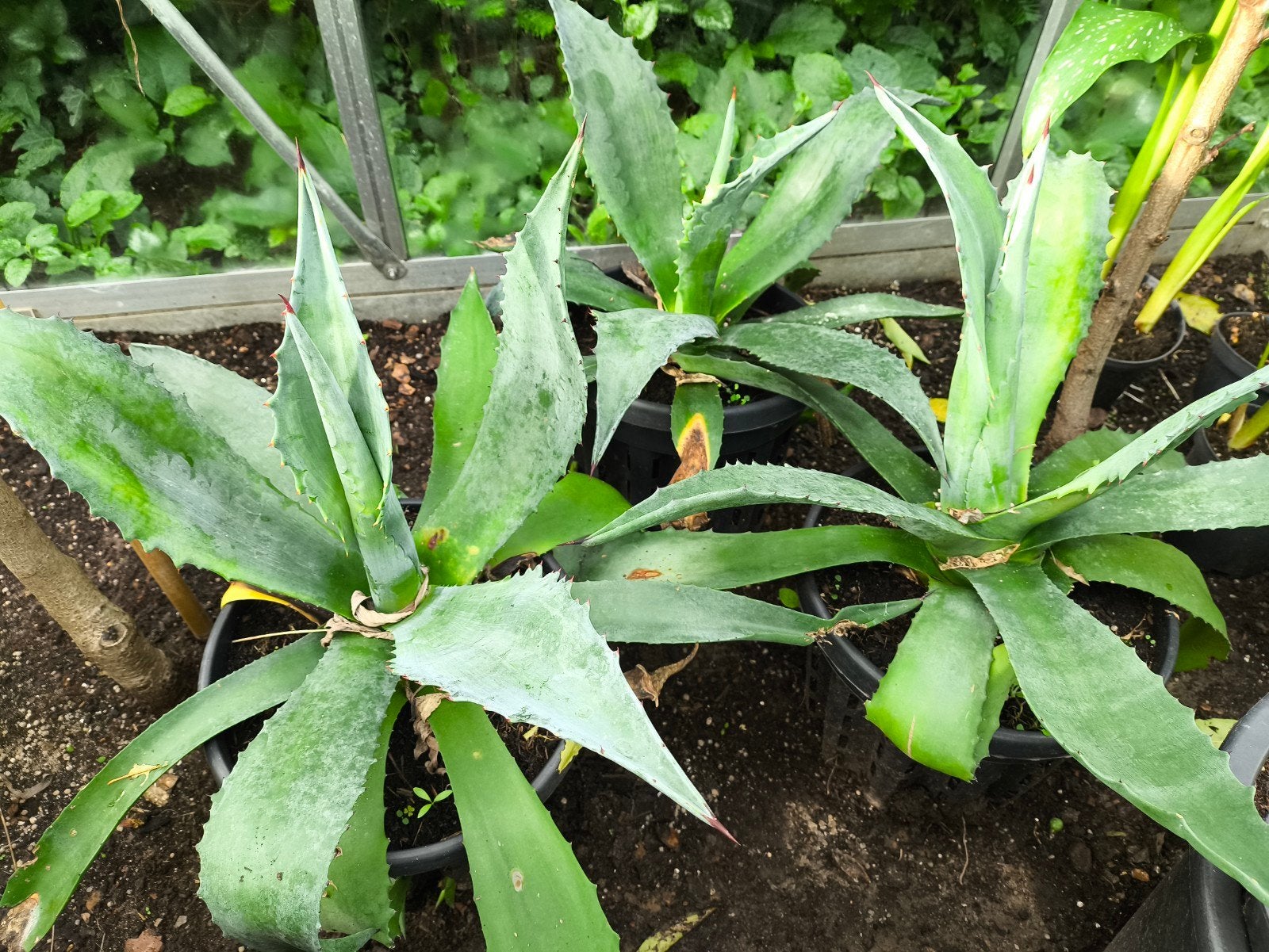 Agave plant - Ideaal voor zonnige plekken, Ophalen, Vaste plant