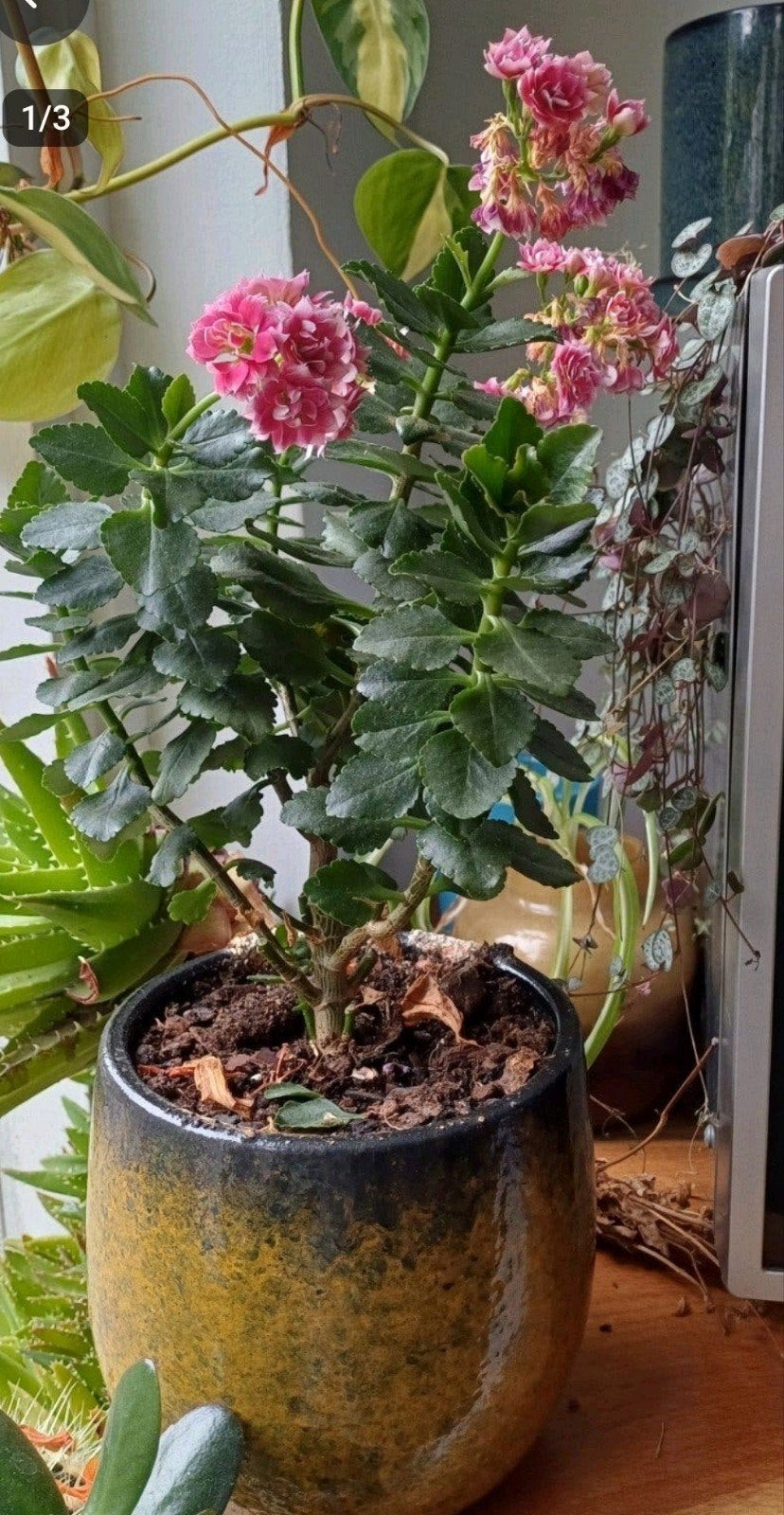 Kalanchoë plant in keramieken pot, Tuin en Terras, Ophalen, Overige materialen, Minder dan 60 cm, Rond