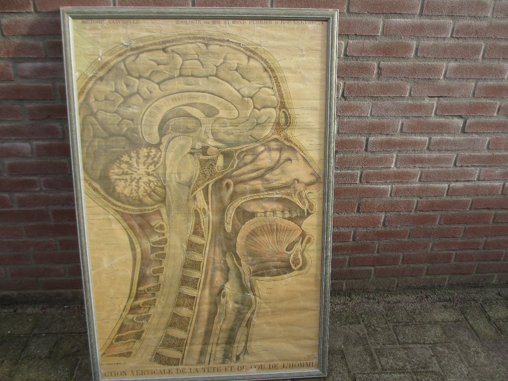 Schoolplaat/ AFFICHE HISTOIRE NATURELLE PERRIER & GERVAIS, Ophalen, Natuur en Biologie