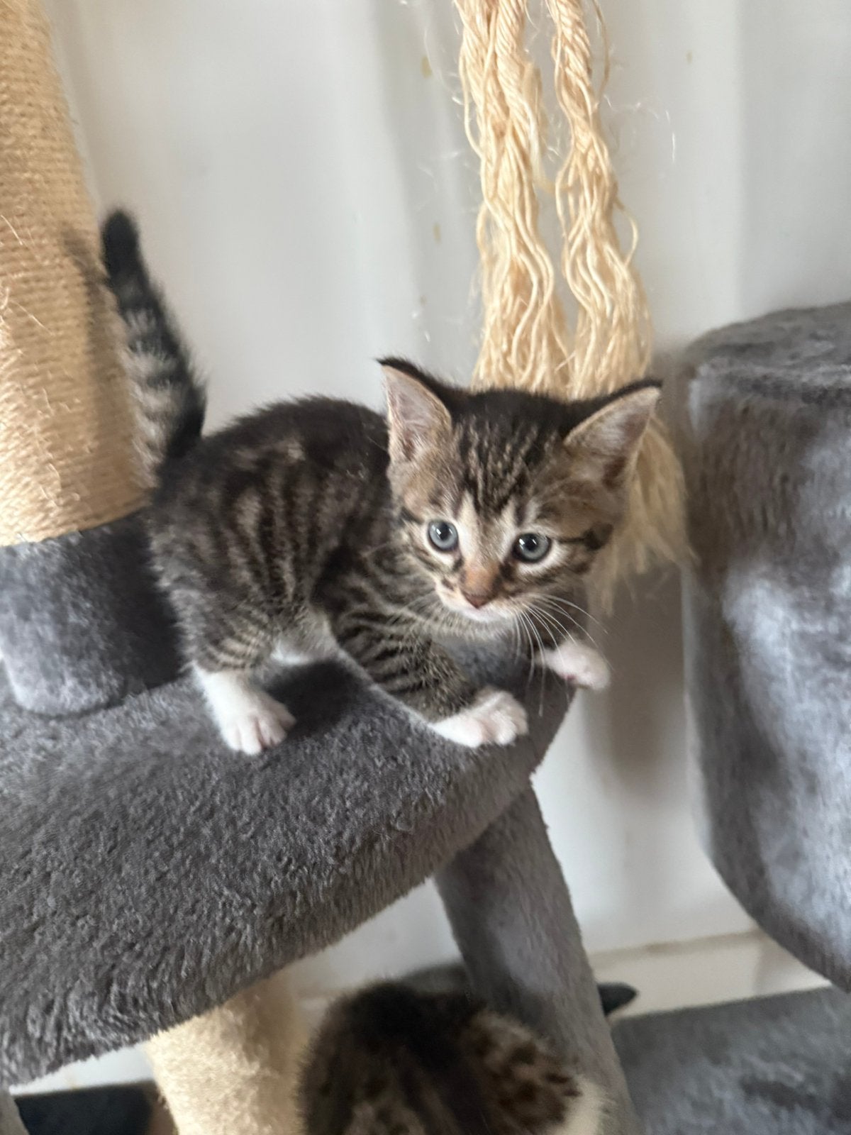 Kittens tekoop blauwe ogen