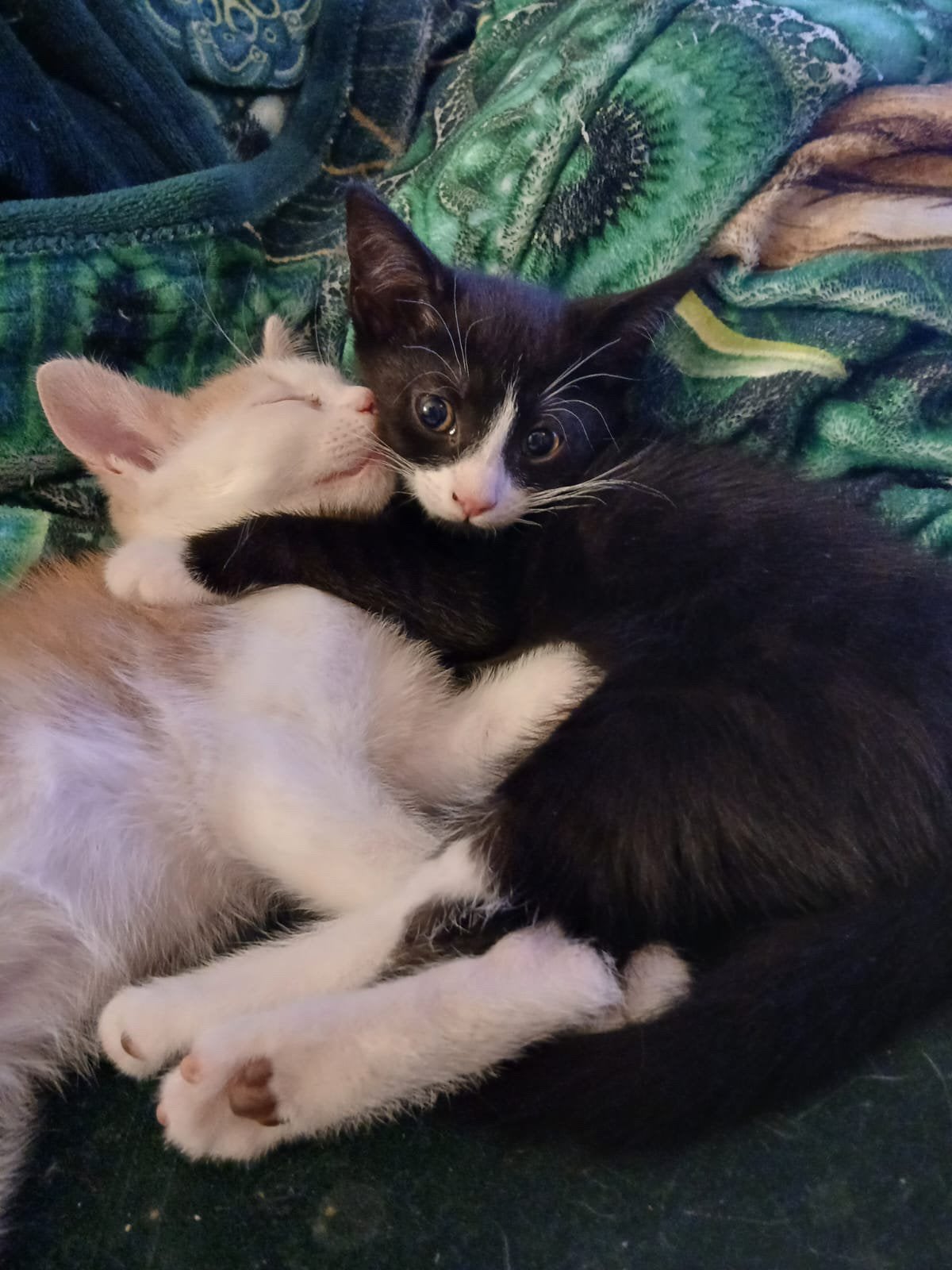mooie gezonde kittens geboren 25 juni,, Dieren en Toebehoren, Katten en Kittens | Overige Katten, Meerdere dieren